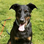 Beaucerons from Cynefin Beaucerons