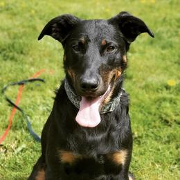 Beaucerons from Cynefin Beaucerons
