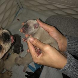 French Bulldog Puppies from 360° Frenchies