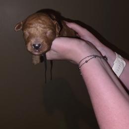 Cocoa - Red  male Goldendoodle puppy in Layton, Utah from Lauralyn's Goldendoodles