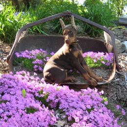 Doberman Pinscher Puppies from Laurel Vail