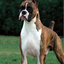 Boxer All Grown Up from Ripn T Boxers