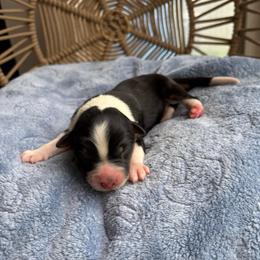 Ollie - Black tri-color male Australian Shepherd puppy in Grants Pass, Oregon from Carmel Mountain Aussies