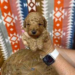 Boy 1 - Red  male Poodle puppy in Golden, Mississippi from Two Creeks Farm Poodles & Doodles