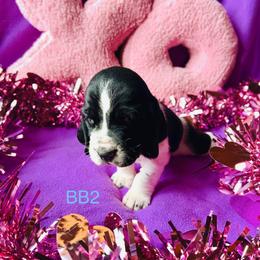 BB2 - Black and white male Basset Hound puppy in Britton, South Dakota from K&S Canines