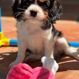 Cupid-Romeo - Tri-color male Cavalier King Charles Spaniel puppy in California from Tinkerpups