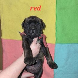 Girl 2 - female Bullmastiff puppy in Wakarusa, Indiana from Watchman Kennels