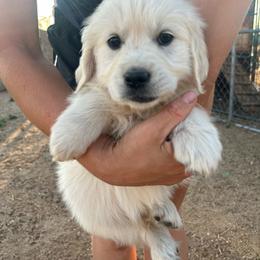 Jafar - Light golden male Golden Retriever puppy in Colorado Springs, Colorado from Sharp Guardians and Goldens