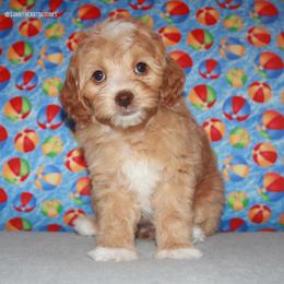 Lotus - Caramel female Australian Labradoodle puppy in Hackettstown, New Jersey from Sunny Heart Doodles