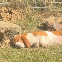 Basset Hounds from Amiee’s Hounds