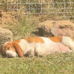 Basset Hounds from Amiee’s Hounds