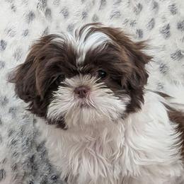 Peanut - Liver and white female Shih Tzu puppy in Gainvesville, Texas from Charish's Shih Tzus