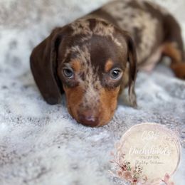 Dachshund Puppies from CSW Dachshunds