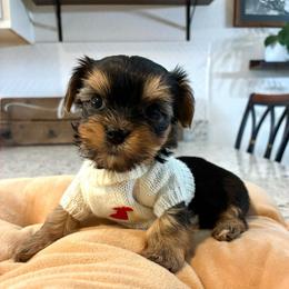 Rosie - Blue and gold female Yorkshire Terrier puppy in Yuma, Arizona from Yuma Yorkie