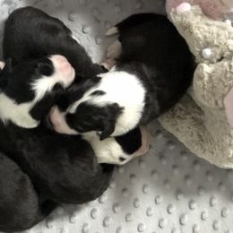 Bearded Collies from Debby Furlow