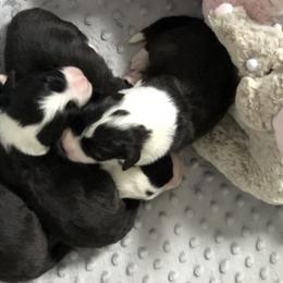 Bearded Collies from Debby Furlow