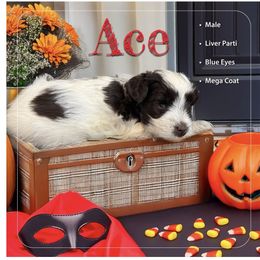 Ace - Parti male Miniature Schnauzer puppy in Pendleton, South Carolina from Lap Happy Schnauzers