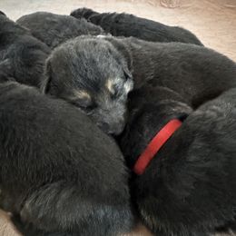 German Shepherd Puppies from Bear Lake Shepherds