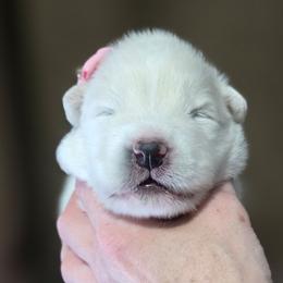 Pink girl - White and biscuit female Samoyed puppy in Elwell, Michigan from Limelight Samoyeds