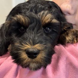 Australian Labradoodle Puppies from Grand Peaks Labradoodles