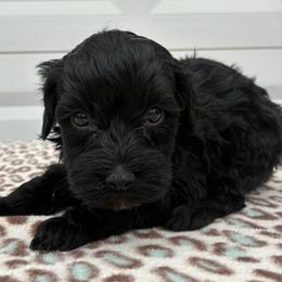 Robin - Black and white female Aussiedoodle puppy in Oklahoma City, Oklahoma from Foneb Farm - The F1B Farm