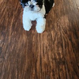 Shih Tzu Puppies from Duggers Shih Tzu