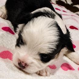 Tux - Black and white male Chihuahua puppy in Tyler, Texas from Fancy Pants Chihuahua’s