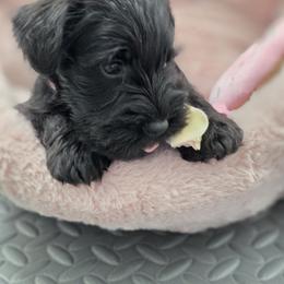 Miniature Schnauzer Puppies from Kateryna's Miniature Schnauzers