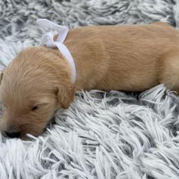 Ladybug - Cream female Goldendoodle puppy in Ambrose, Georgia from Brandilyn's Aussies