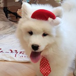 Samoyed puppies from Klondike Snow Samoyeds
