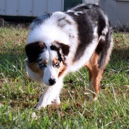 Hollywood - Australian Shepherd