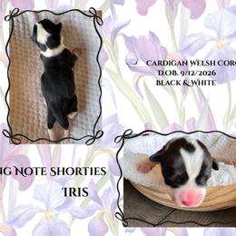 Iris - Black and white female Cardigan Welsh Corgi puppy in Casper, Wyoming from Flying Note Shorties
