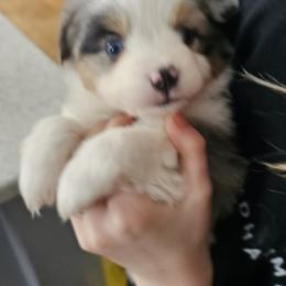 Miniature Australian Shepherd Puppies from Carter's Cuties