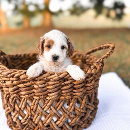 Twelve - Parti male Goldendoodle puppy in Russell Springs, Kentucky from Milk & Honey Doodles