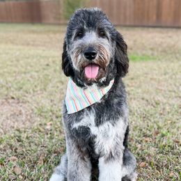 Vivian  - Newfipoo