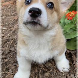 Pembroke Welsh Corgi Puppies from Cahas Corgis