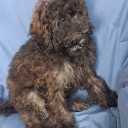 Sable stunner mini - Sable male Goldendoodle puppy in Clermont, Florida from Sammy's Puppies