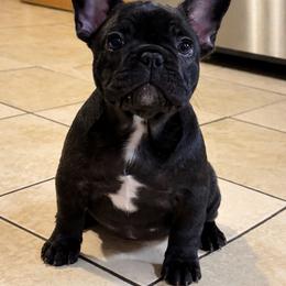 Viva - Brindle female French Bulldog puppy in Seneca, South Carolina from Keowee Kennels