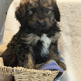 Grady - Tri-color male Bernedoodle puppy in Phelan, California from PuppyPaws4U