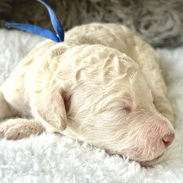 Mr Blue collar - White male Poodle puppy in Screven, Georgia from Dreamland Standard Poodles