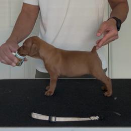 Red Girl 3 - Red female German Pinscher puppy in Las Vegas, Nevada from Levi German Pinschers