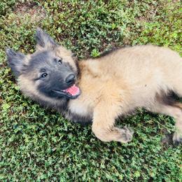 Dayna - Mahogany and black female Belgian Tervuren puppy in Hastings, Minnesota from Century Hills Farm
