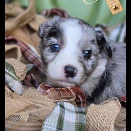 Sevyn - Price 1975 - Blue merle male Miniature Australian Shepherd puppy in Ennis, Texas from God’s Little Aussies