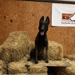 Belgian Malinois All Grown Up from Mally’s Malinois
