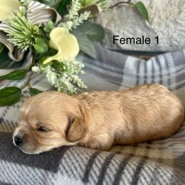 Girl 1 - Ruby female Cavalier King Charles Spaniel puppy in Greensburg, Kentucky from Kentucky Cavalier King Charles Spaniels