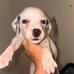 Light blue collar boy - White and black male Dalmatian puppy in Toledo, Ohio from Exquisite Dalmatians & Standard Poodles