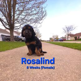 Rosalind - Black female Labradoodle puppy in Genoa City, Wisconsin from Sakura Pups