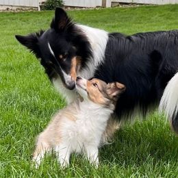 Shetland Sheepdogs from Fancypants Shetland Sheepdogs