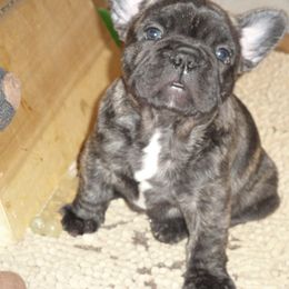 French Bulldog Puppies from Teri's French Bulldogs of West Texas