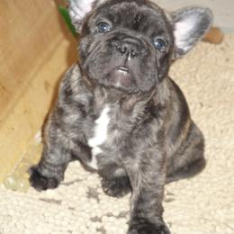 French Bulldog Puppies from Teri's French Bulldogs of West Texas
